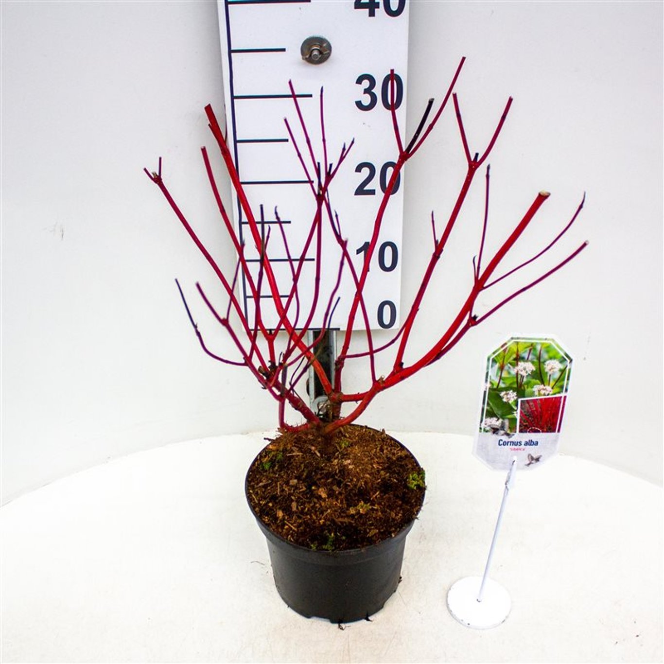 Kornell – Cornus alba 'Sibirica' - C3 40-60 CM